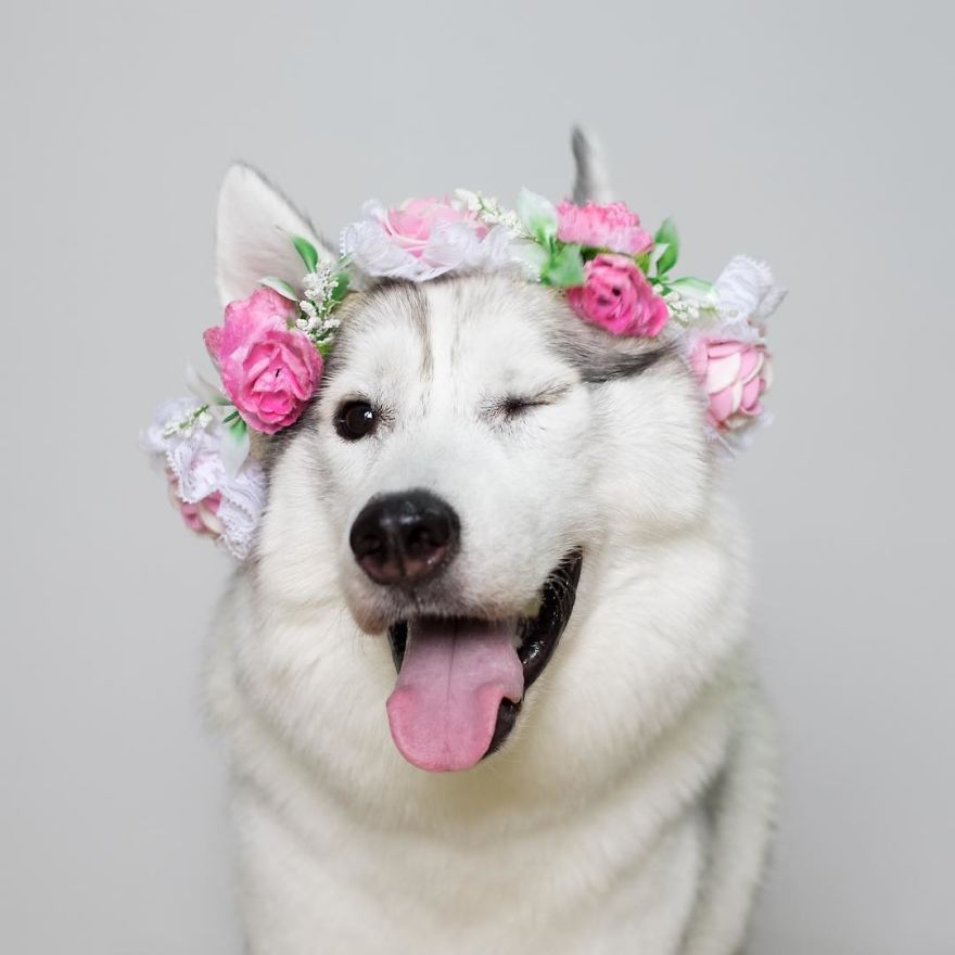 husky-maya-sin-garras-adoptada-kit-tailandia (7)