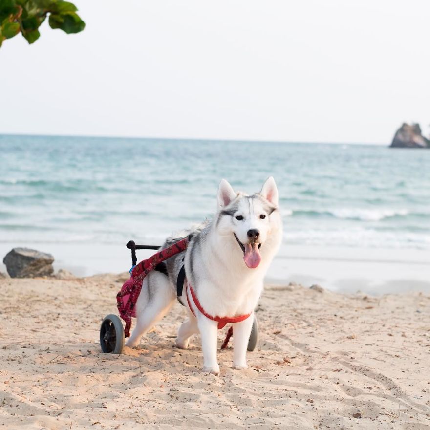 husky-maya-sin-garras-adoptada-kit-tailandia (8)