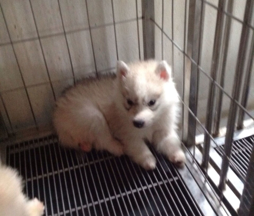 husky-maya-sin-garras-adoptada-kit-tailandia (9)