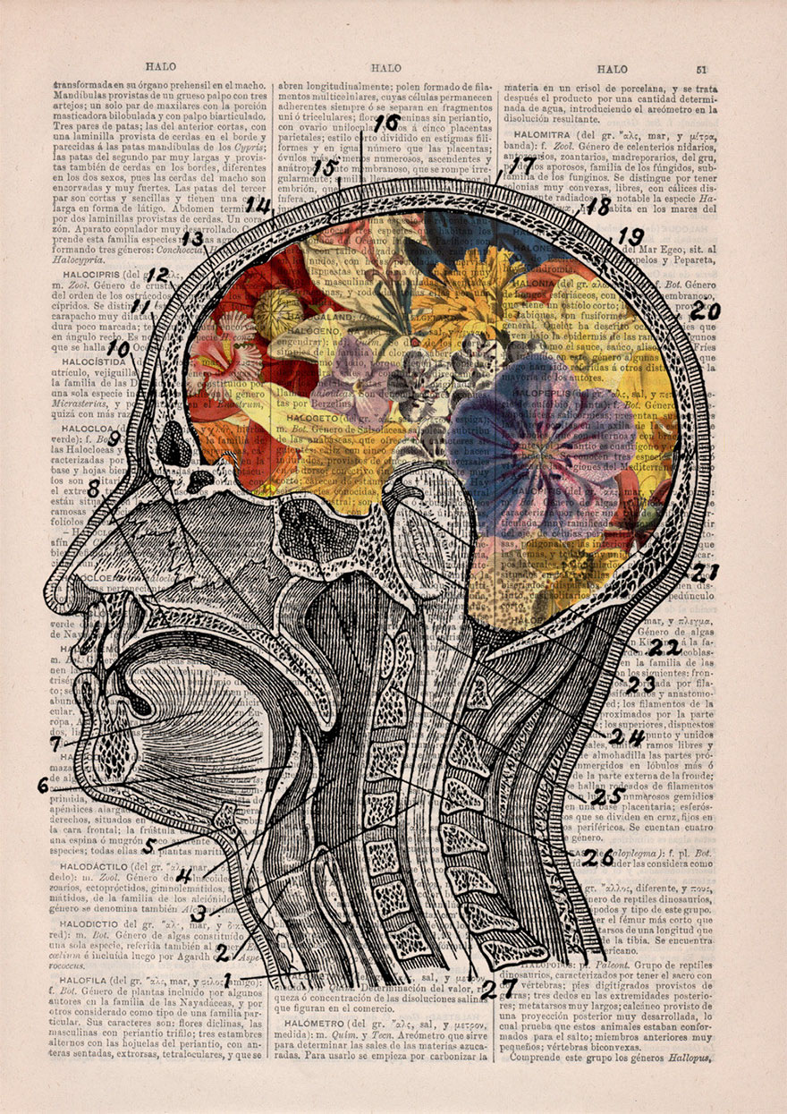 ilustraciones-anatomicas-flores-libros-viejos-prrint (1)