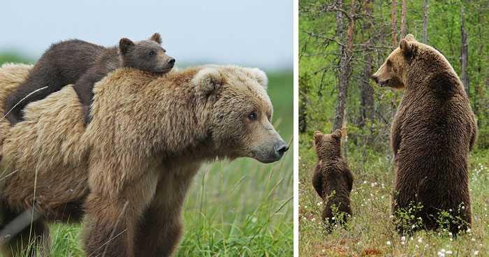 15 Adorables madres osas enseñando a sus oseznos