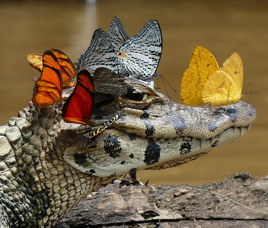 mariposas-bebiendo-lagrimas-caiman-mark-cowan (1)