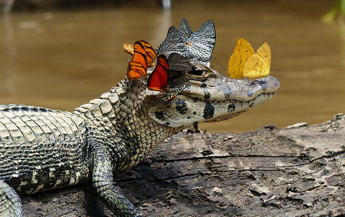 Este caimán con una corona de mariposas muestra su lado más amable