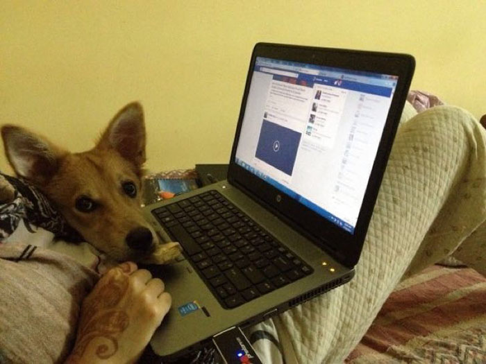 matrimonio-concertado-rechazado-perro-4