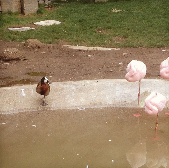patos-imitando-flamencos (2)