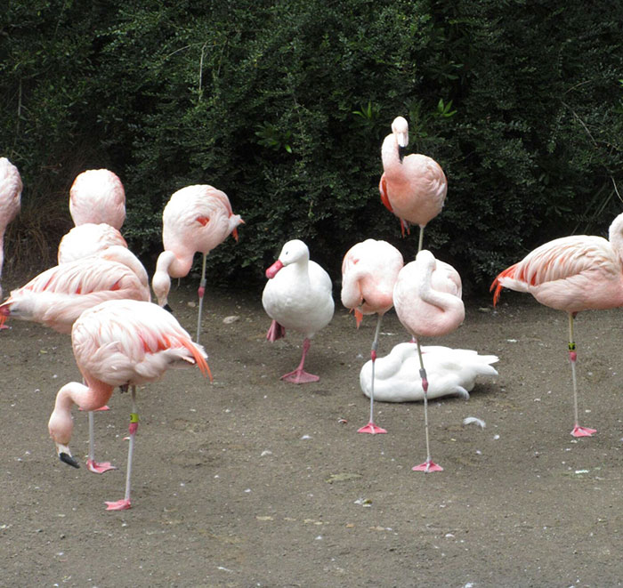 patos-imitando-flamencos (3)