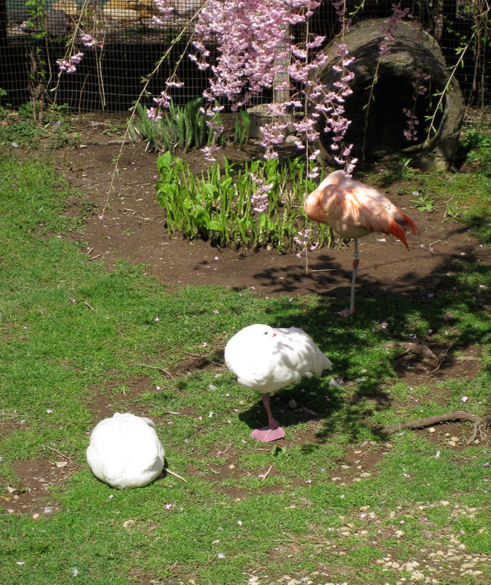 patos-imitando-flamencos (4)