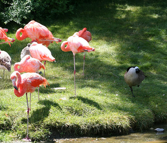 patos-imitando-flamencos (5)