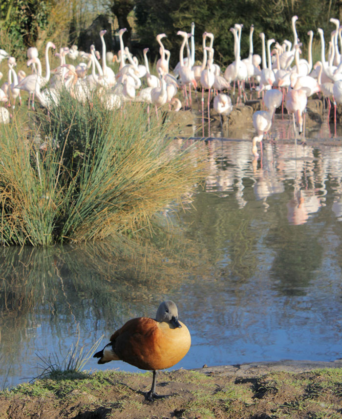 patos-imitando-flamencos (6)