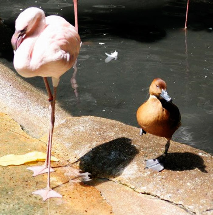 patos-imitando-flamencos (7)
