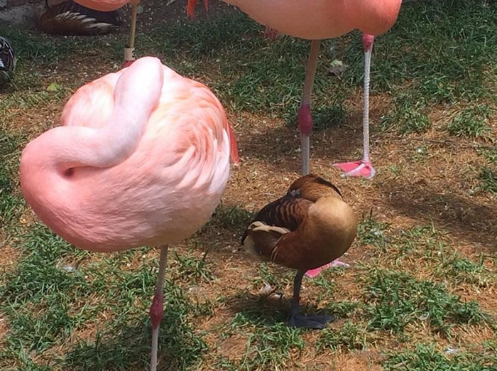 patos-imitando-flamencos (8)