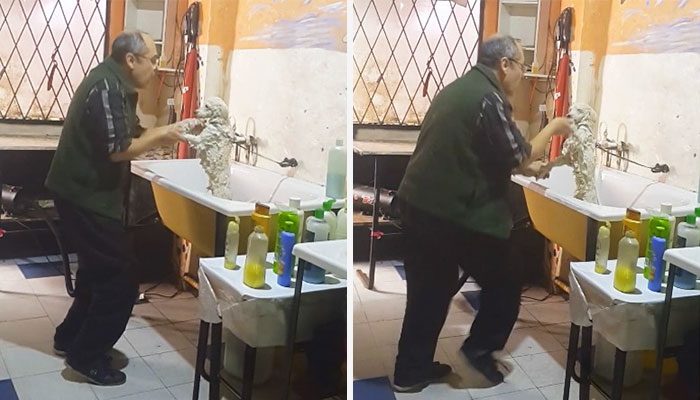 peluquero-canino-bailando-argentina