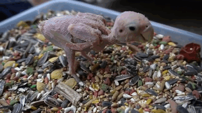 periquito-sin-plumas-rhea (1)