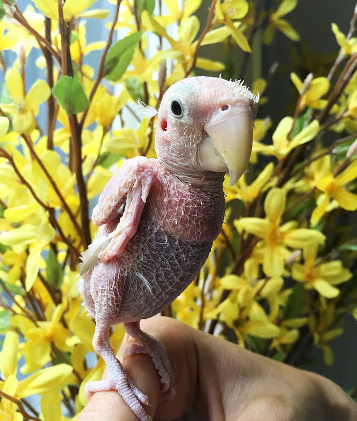 periquito-sin-plumas-rhea (2)