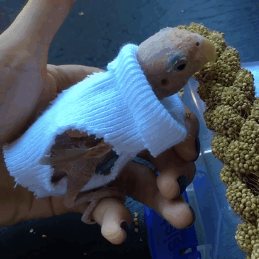 periquito-sin-plumas-rhea (3)
