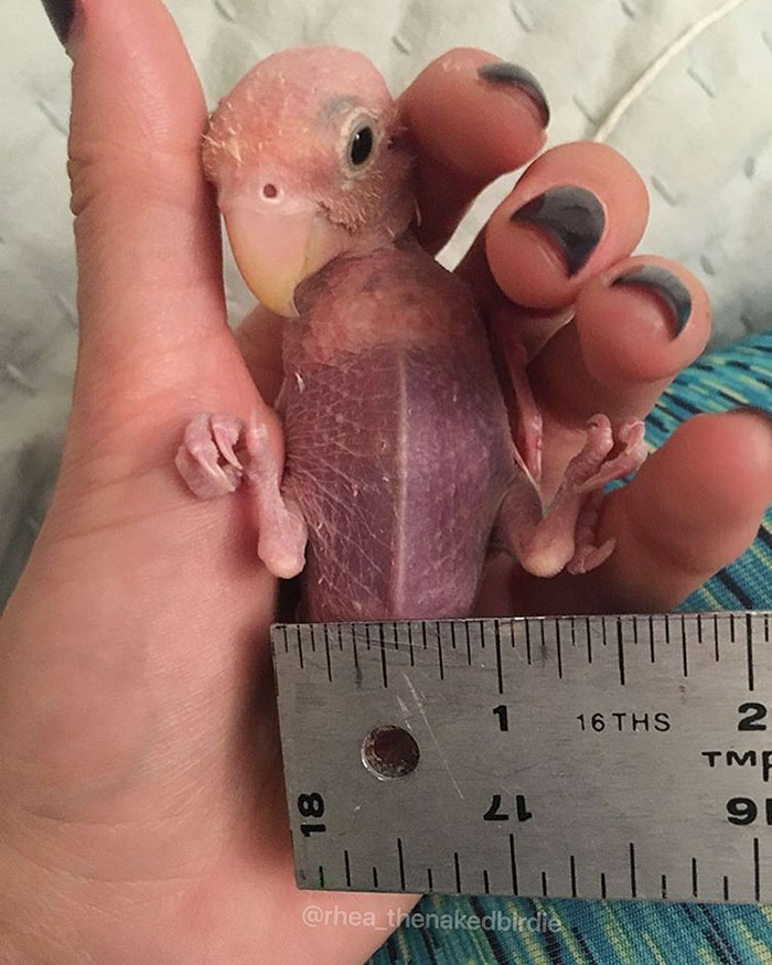 periquito-sin-plumas-rhea (6)