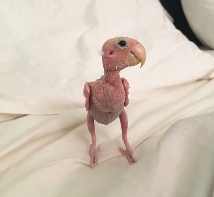 periquito-sin-plumas-rhea (7)