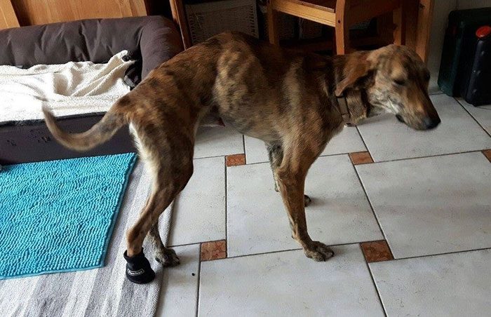 perro-columna-rota-adoptado-grecia (1)