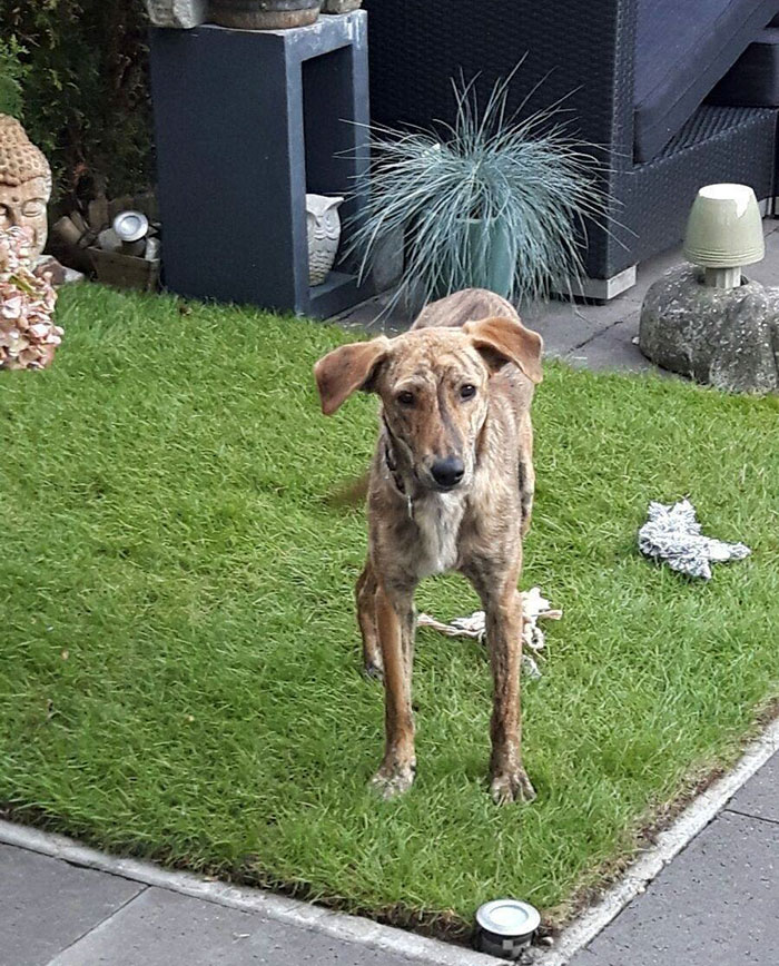 perro-columna-rota-adoptado-grecia (2)
