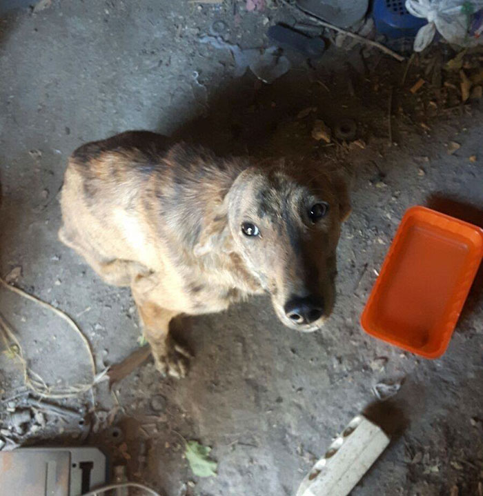 perro-columna-rota-adoptado-grecia (3)