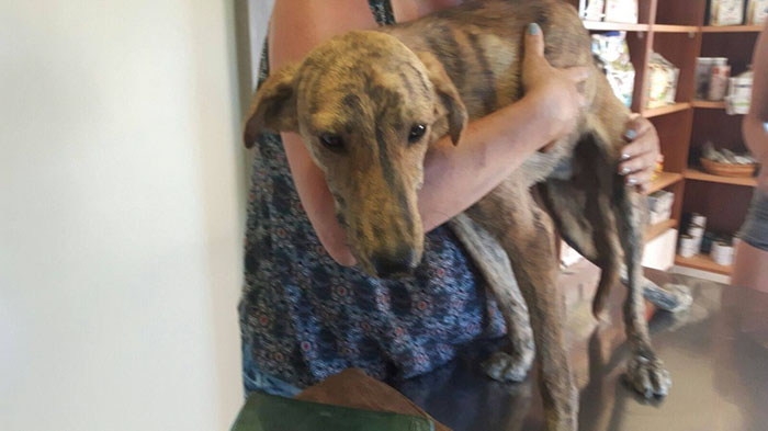 perro-columna-rota-adoptado-grecia (4)