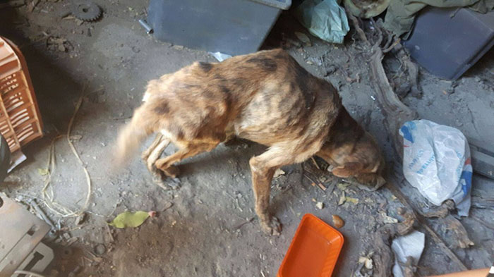 perro-columna-rota-adoptado-grecia (5)