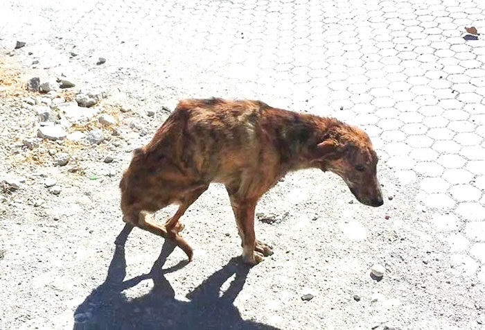 perro-columna-rota-adoptado-grecia (6)