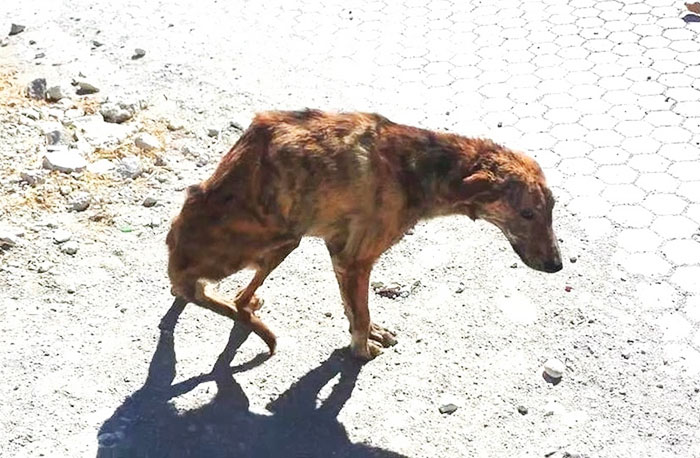 Esta mujer encontró un perro con la columna rota en sus vacaciones y se lo llevó a casa desde Grecia a Holanda