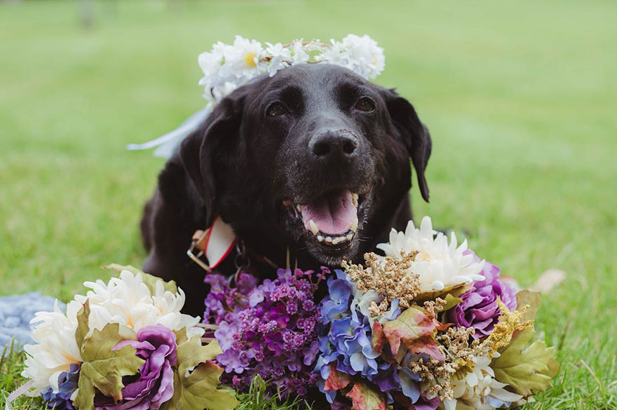 perro-moribundo-charlie-boda-kelly-oconnell (1)