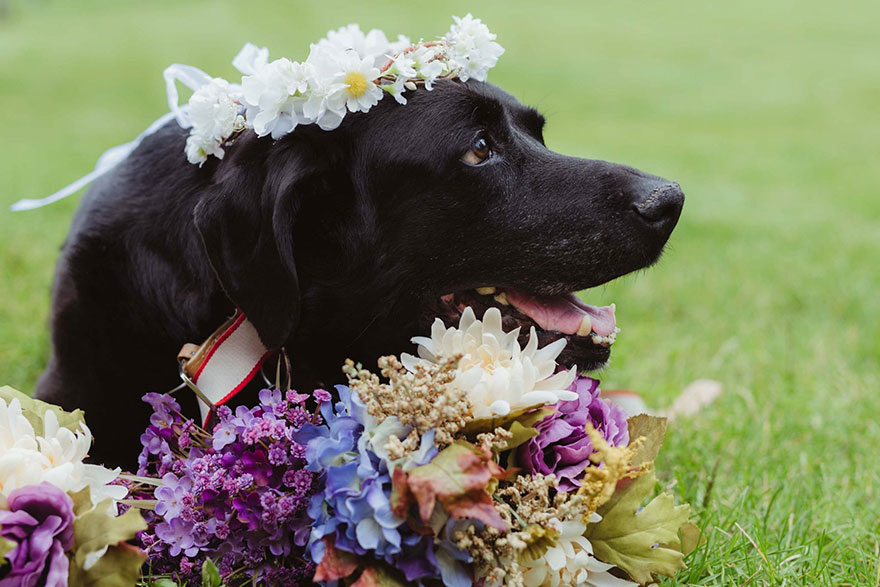 perro-moribundo-charlie-boda-kelly-oconnell (3)