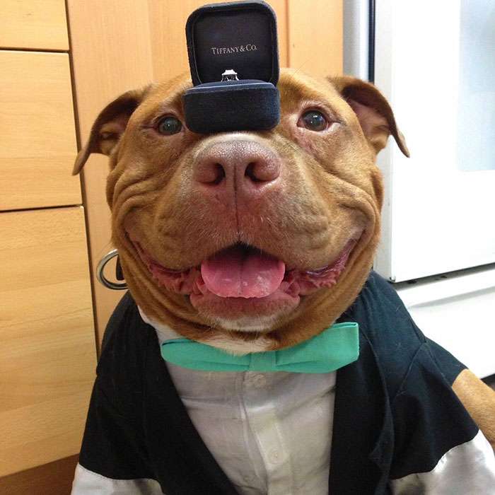 perro-pitbull-rescatado-sonrisa-instagram-meaty (5)