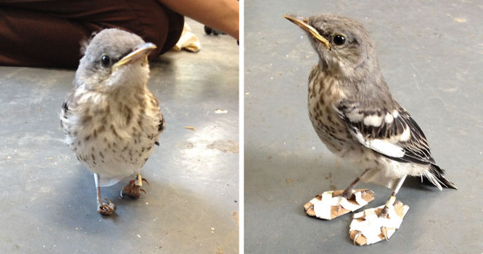 Este pajarito herido recibió unas «raquetas de nieve» para poder volver a caminar