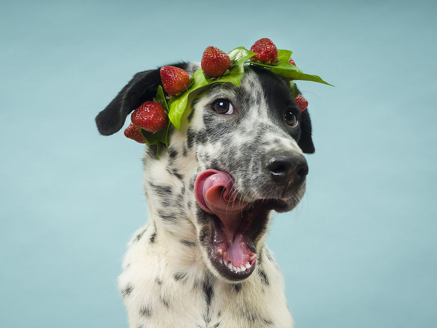Fotografías Increíbles De Animales Abandonados Para Un Calendario Solidario.