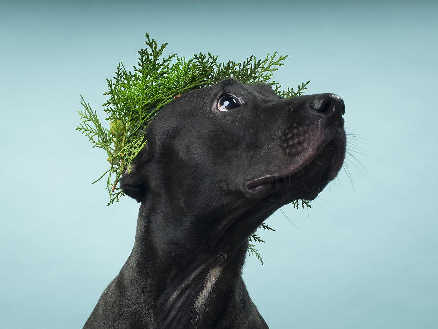 Fotografías Increíbles De Animales Abandonados Para Un Calendario Solidario.