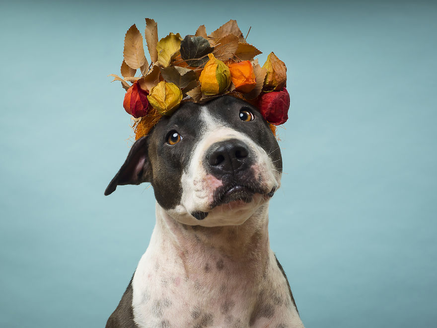 Fotografías Increíbles De Animales Abandonados Para Un Calendario Solidario.