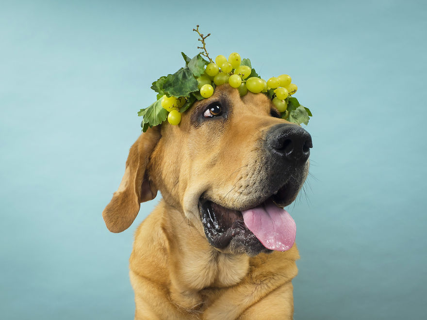 Fotografías Increíbles De Animales Abandonados Para Un Calendario Solidario.