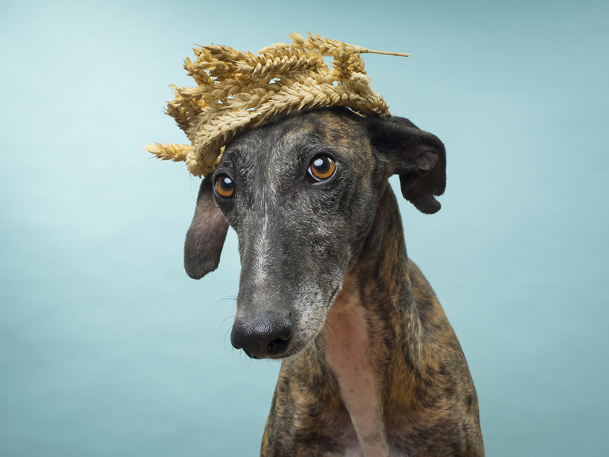 Fotografías Increíbles De Animales Abandonados Para Un Calendario Solidario.