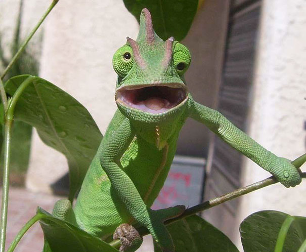 animales-poco-fotogenicos (11)
