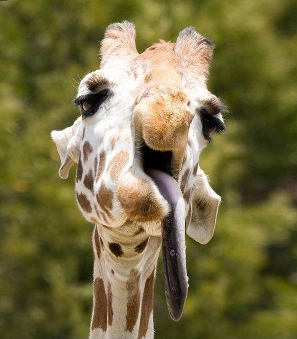 animales-poco-fotogenicos (13)