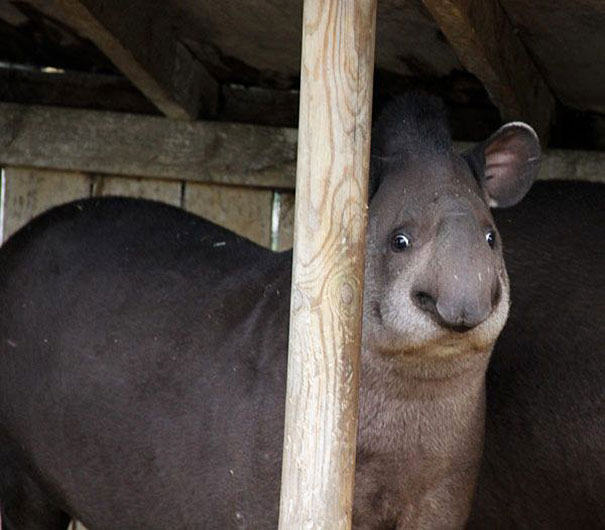 animales-poco-fotogenicos (14)