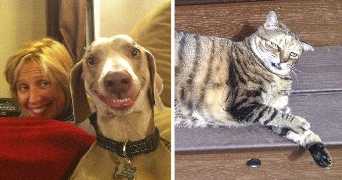 15 Animales terriblemente poco fotogénicos que te harán reír más de lo que crees
