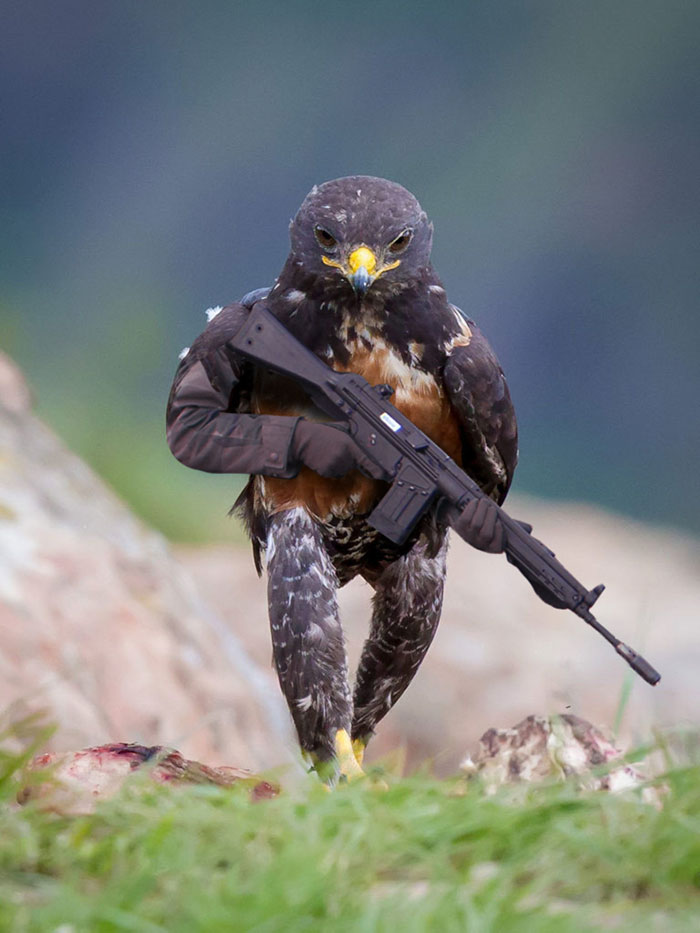batalla-photoshop-halcon-rudo (2)