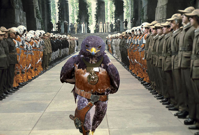 batalla-photoshop-halcon-rudo (6)