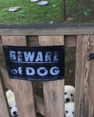 cuidado-con-el-perro (1)