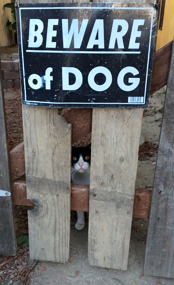 cuidado-con-el-perro (1)