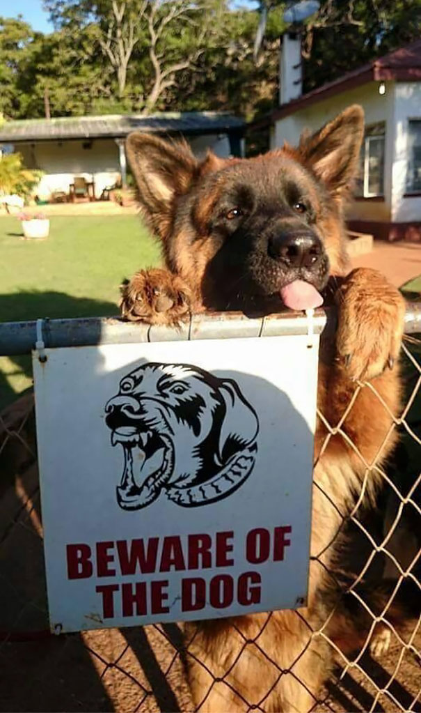 cuidado-con-el-perro (2)