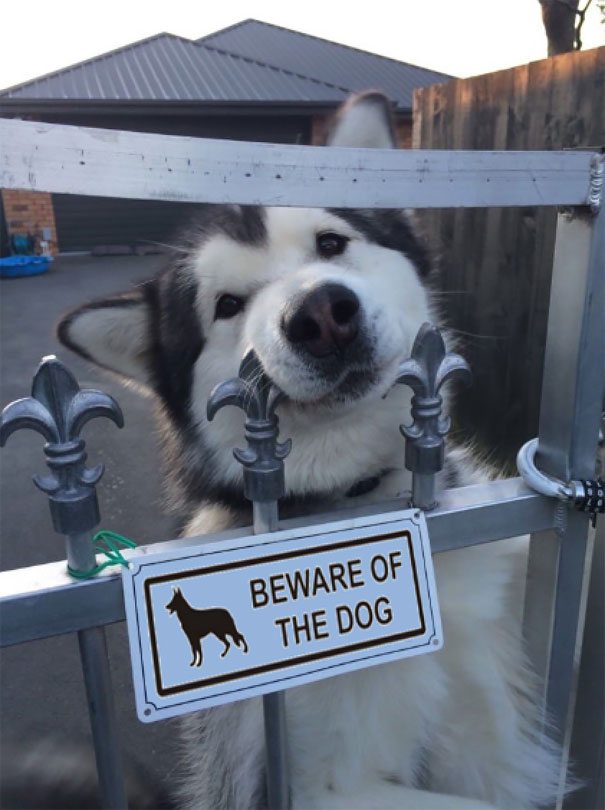 cuidado-con-el-perro (3)