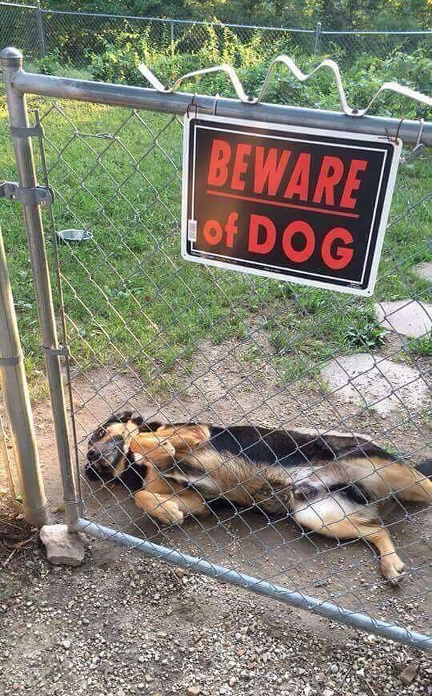 cuidado-con-el-perro (4)