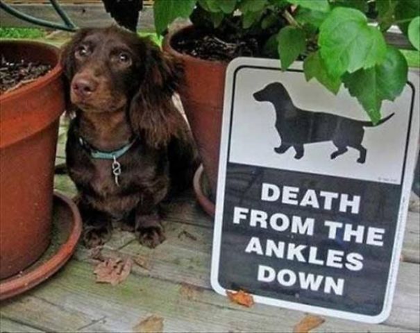 cuidado-con-el-perro (9)