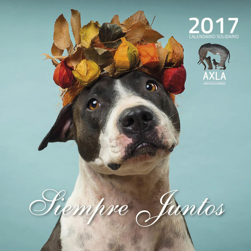 Fotografías Increíbles De Animales Abandonados Para Un Calendario Solidario.